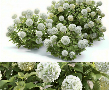 Modern Shrubbery-ID:557101012