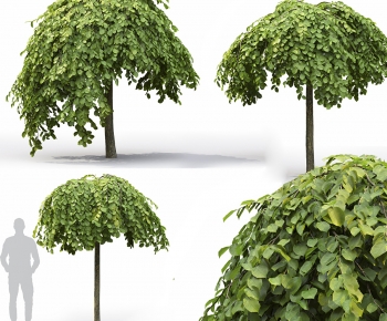 Modern Tree-ID:574125059
