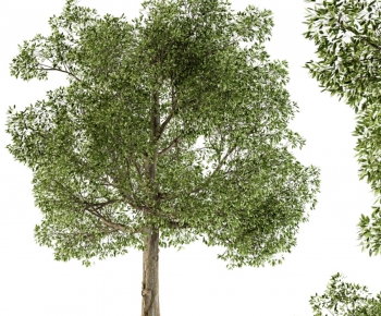 Modern Tree-ID:659081949