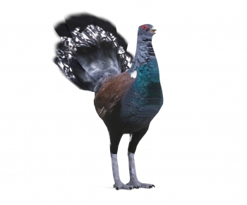 Modern Flying Animals-ID:446981913