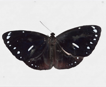 Modern Flying Animals-ID:195976028