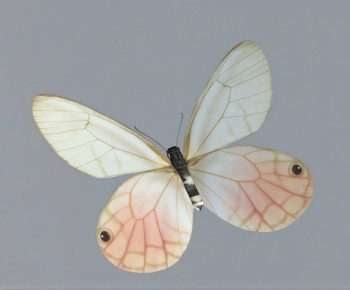 Modern Flying Animals-ID:344551096