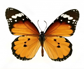 Modern Flying Animals-ID:867800735