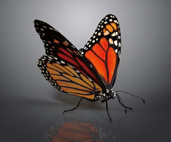 Modern Flying Animals-ID:572894106