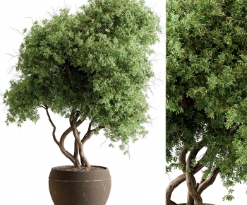 Modern Ground Green Plant Potted Plants-ID:114600908