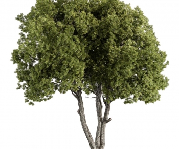 Modern Tree-ID:232383019