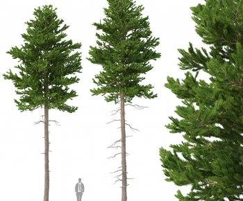 Modern Tree-ID:898839958