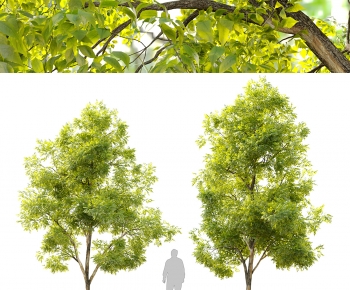 Modern Tree-ID:935636044