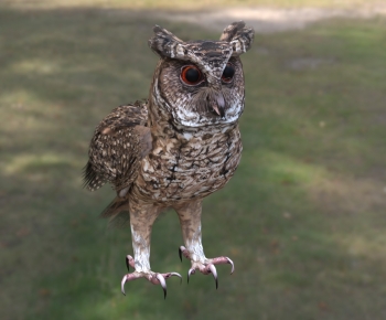 Modern Flying Animals-ID:327763083