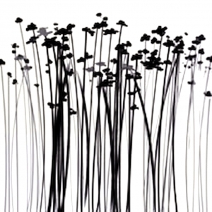 ModernBump Black And White