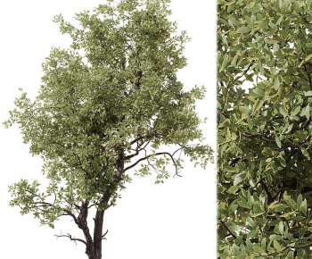 Modern Tree-ID:826164018