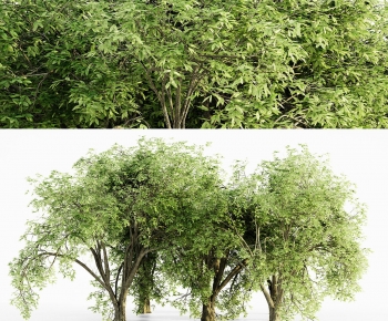 Modern Tree-ID:544118999
