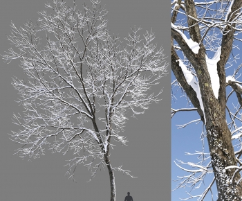 Modern Tree-ID:440345051