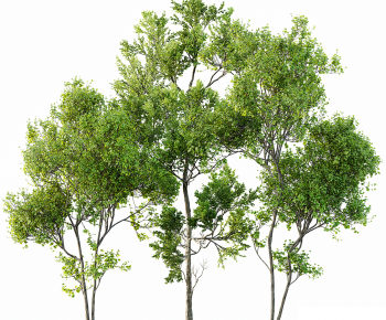 Modern Tree-ID:907232054