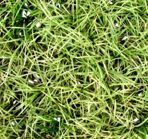 ModernGrass
