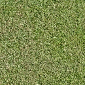 ModernGrass
