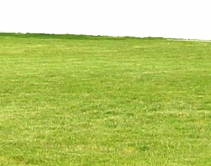 ModernGrass