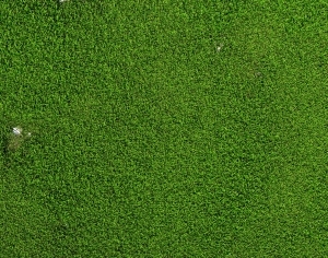 ModernGrass