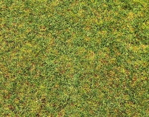 ModernGrass