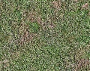 ModernGrass