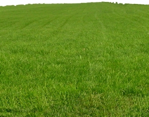 ModernGrass