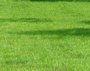 ModernGrass