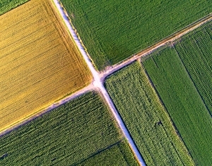 ModernGrass