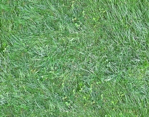 ModernGrass