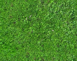 ModernGrass