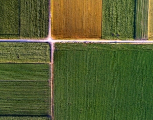 ModernGrass
