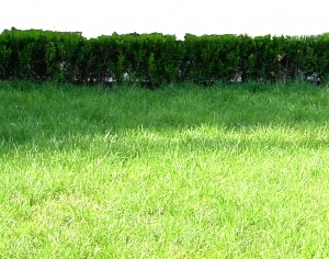 ModernGrass