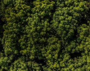 ModernGrass