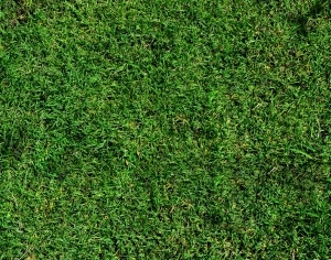 ModernGrass