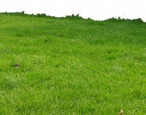 ModernGrass