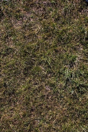 ModernGrass