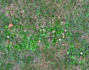 ModernGrass