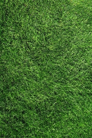 ModernGrass