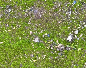 ModernGrass