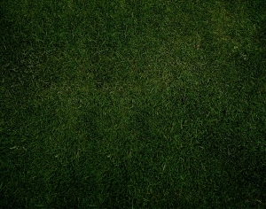 ModernGrass