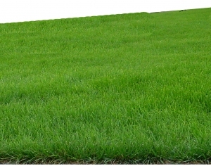 ModernGrass