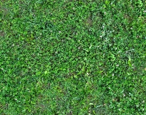 ModernGrass