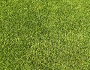 ModernGrass
