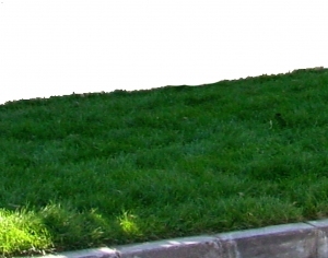 ModernGrass