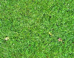 ModernGrass