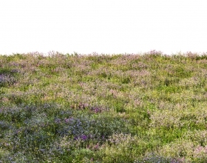 ModernGrass