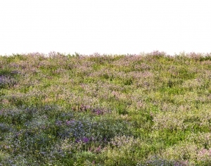 ModernGrass