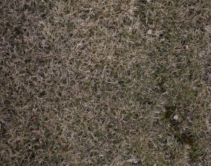 ModernGrass