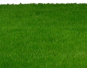 ModernGrass
