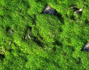 ModernGrass