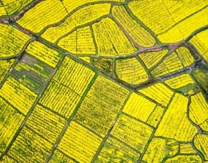 ModernGrass